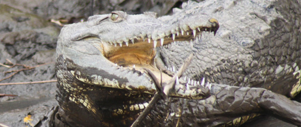 Tiere in Costa Rica